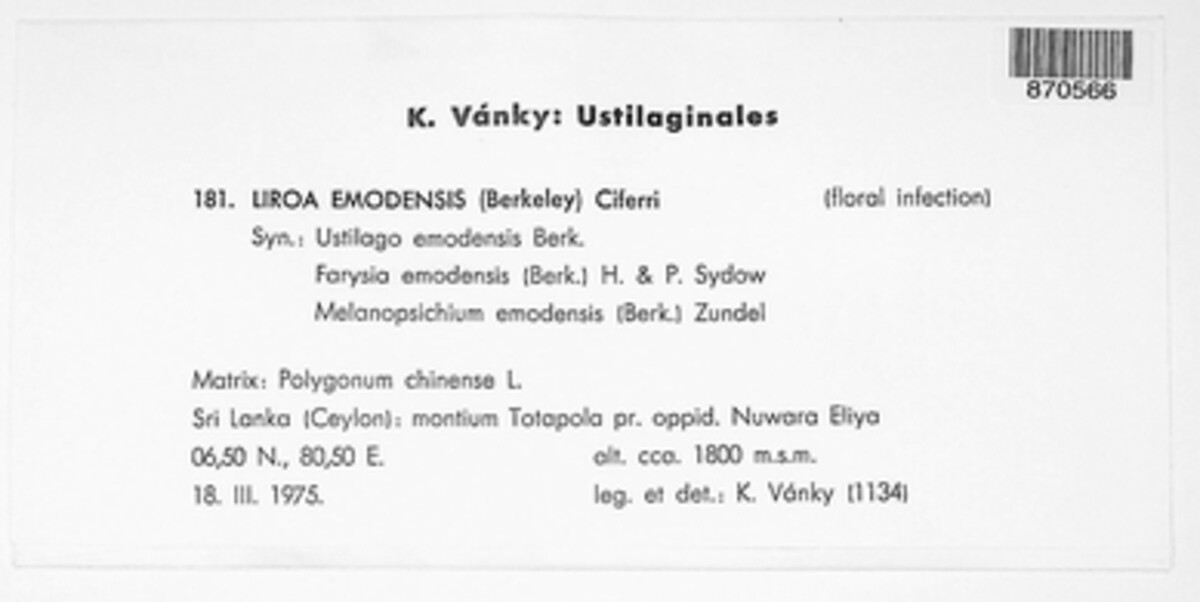 Microbotryum emodense image